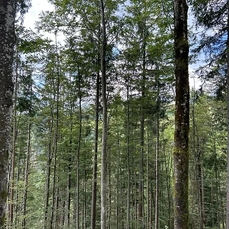 Tannenwald *
